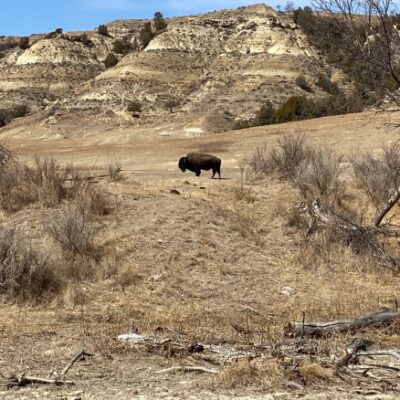 Exploring Theodore Roosevelt National Park