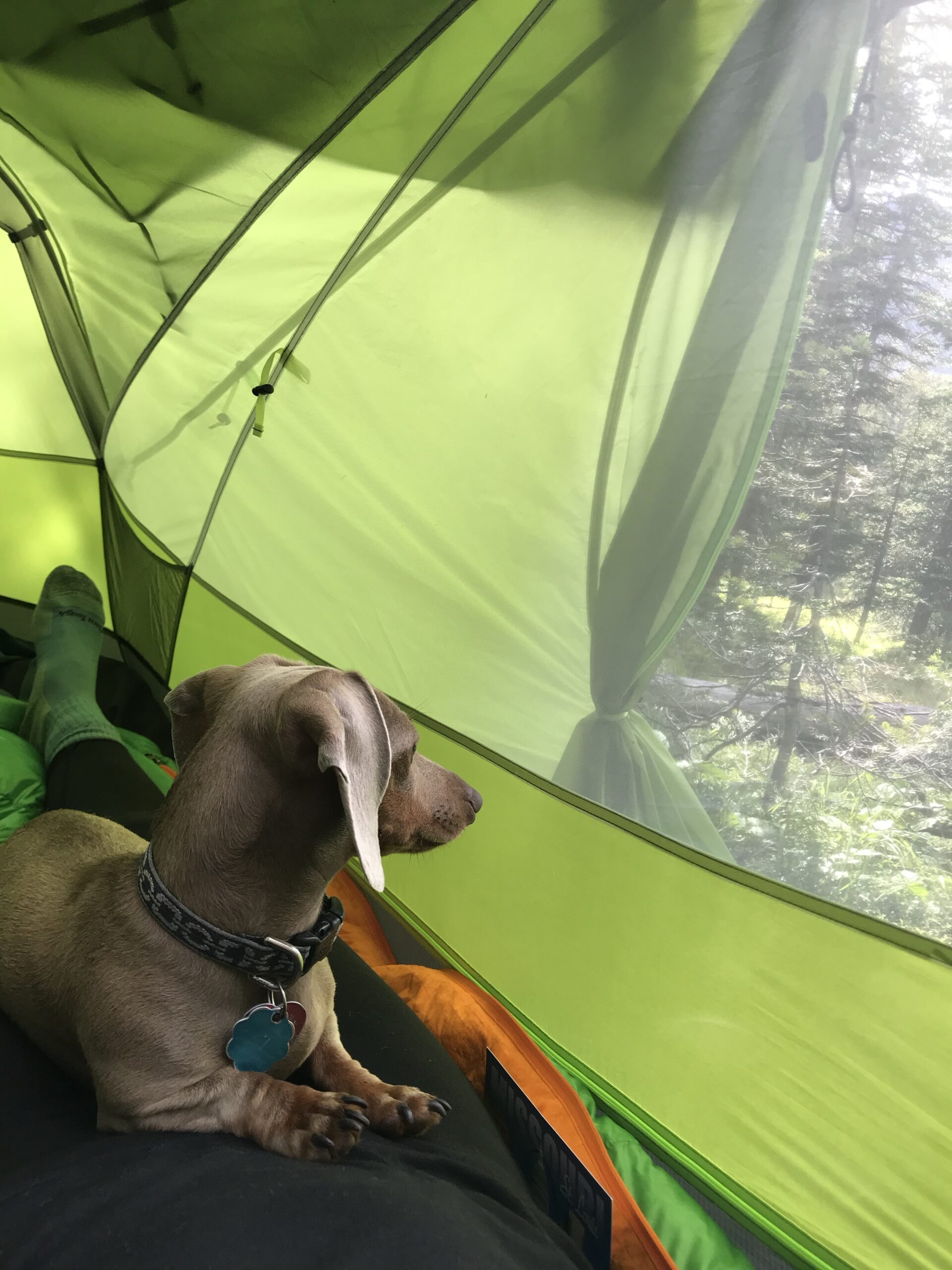 Nemo Dagger OSMO Backpacking Tent Review