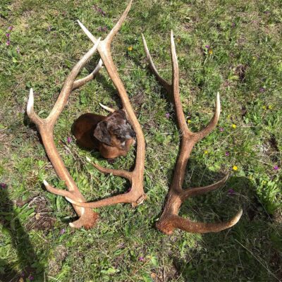 Shed Hunting: How to Find Antlers