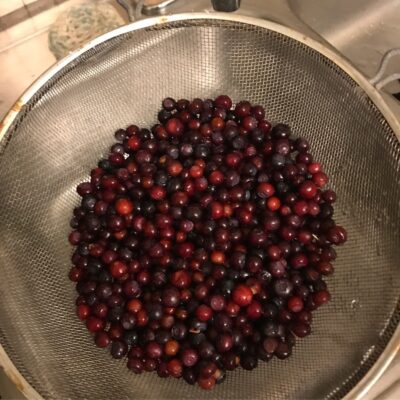 Huckleberry Picking: Tips for Success￼